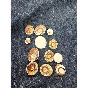 Cat's Eye Shiva - operculum shell turbo jewelry opercula charm Shiva 12pc Lot C